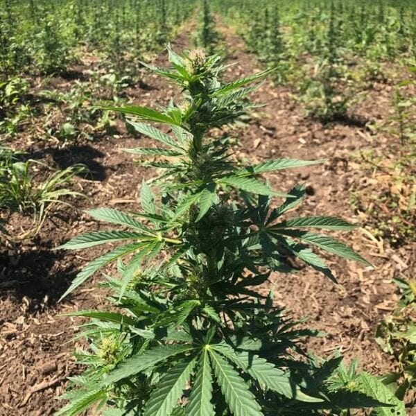 Glu CBD Auto Feminised Cannabis Seeds by Trilogene Seeds