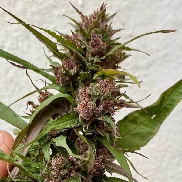 Sour Curry AD Regular Cannabis Seeds by TerpyZ Mutant Genetics
