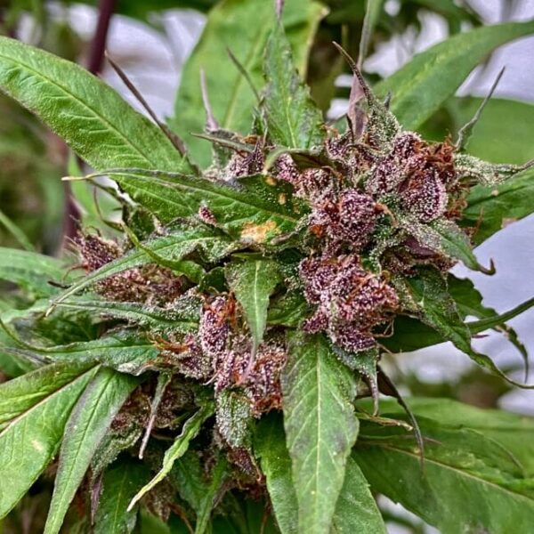 Sour Curry AD Regular Cannabis Seeds by TerpyZ Mutant Genetics
