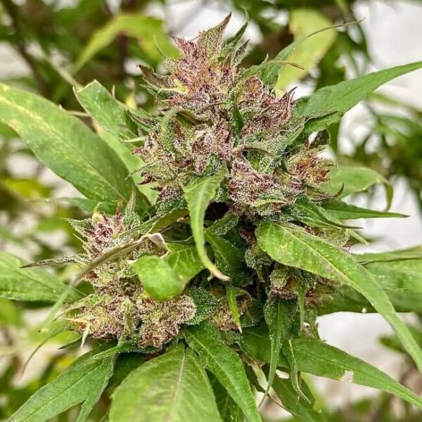 Sour Curry AD Regular Seeds by TerpyZ Mutant Genetics
