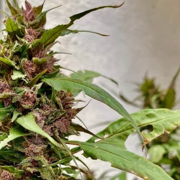 Sour Curry AD Regular Seeds by TerpyZ Mutant Genetics