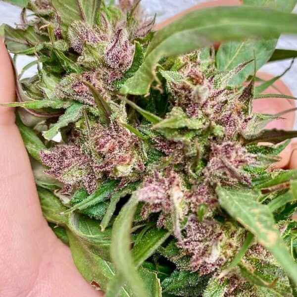 Sour Curry AD Regular Seeds by TerpyZ Mutant Genetics