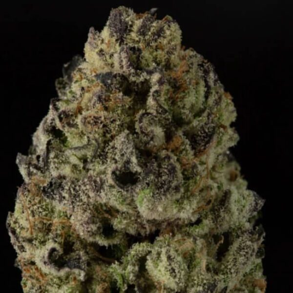 Wonka's Vineyard Feminised Cannabis Seeds by Trilogene Seeds