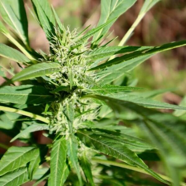 Zfuel Swag Regular Cannabis Seeds by TerpyZ Mutant Genetics