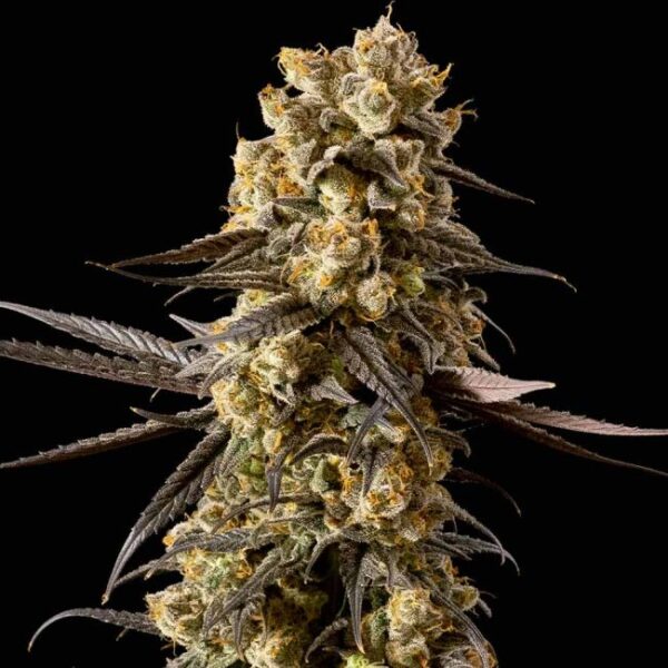 Banana Biscotti F1 Feminised Cannabis Seeds by Seedsman