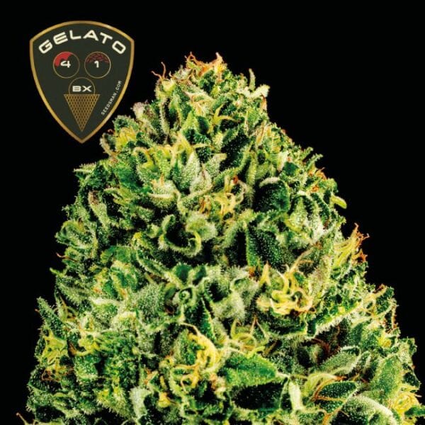 Seedsman Gelato 41 BX Feminised Cannabis Seeds