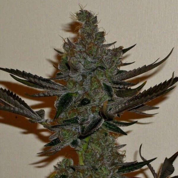 Girl Scout Haze Cookies Feminised Seeds - 5
