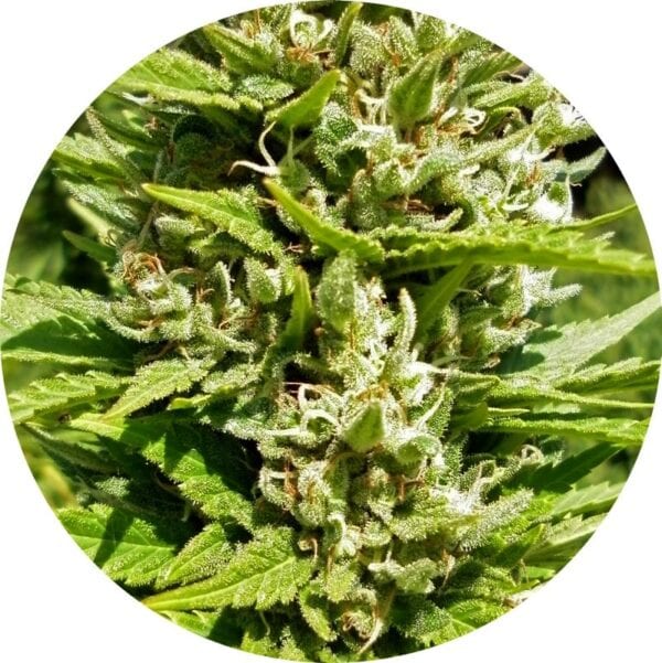 Outdoor Mix Classic Regular Seeds - 6