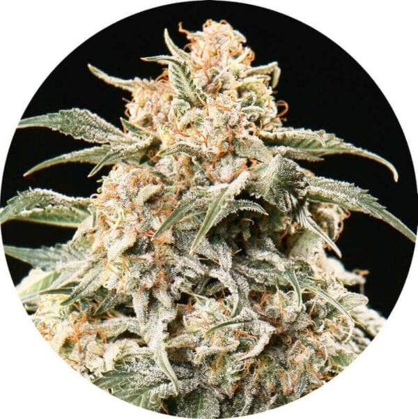 Semi AUTO Mix Regular Seeds - 6