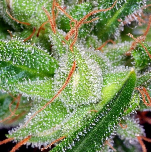 Suicide Blonde Feminised Seeds