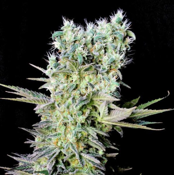 Northern Lights X Feminisierte Samen