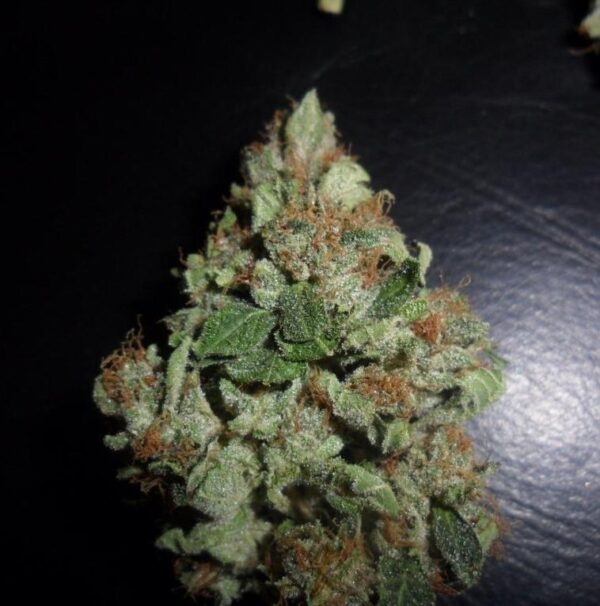 Sour Secret Feminised Seeds - 6 - Image 2