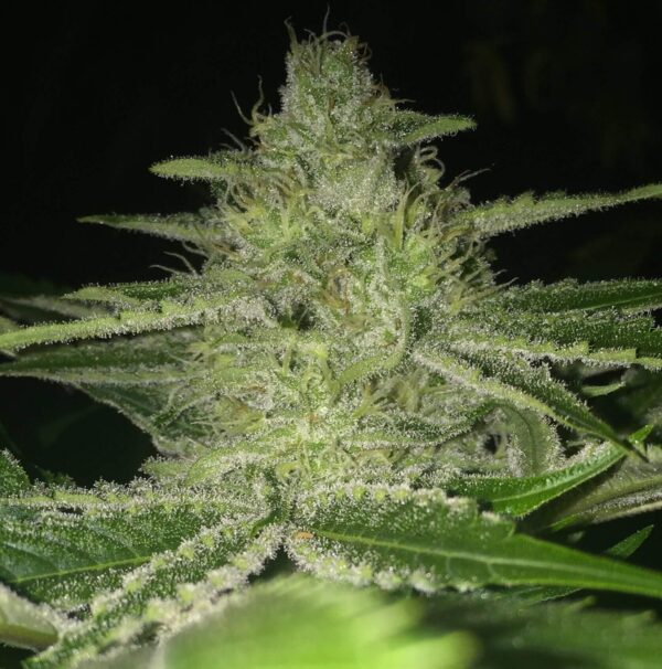 Strawnana WiFi Regular Seeds - 11