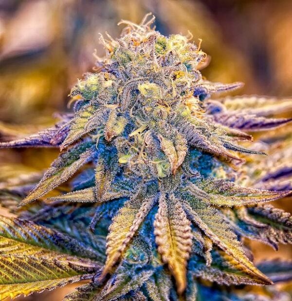 Purple Wreck - 10 Regular Seeds - Image 2