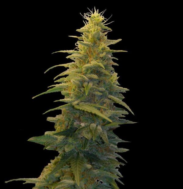 Blueberry Gum #2 Feminised Seeds - 5