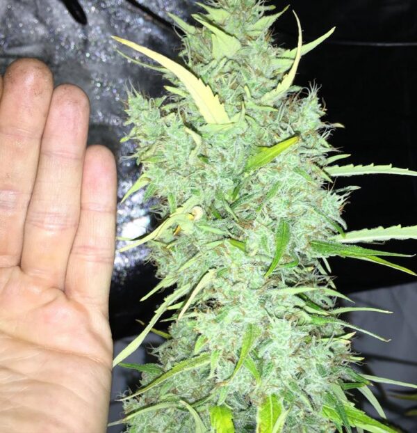 Chicle aka BubbleDawg Feminised Seeds - Image 2