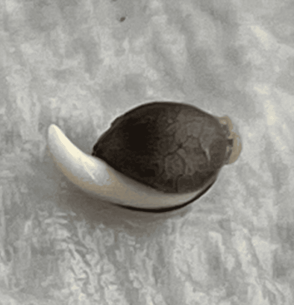 Blue Cheese feminised germinating cannabis seeds