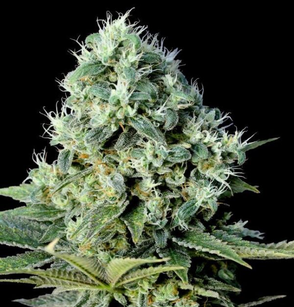 Santa Bilbo Feminised Seeds