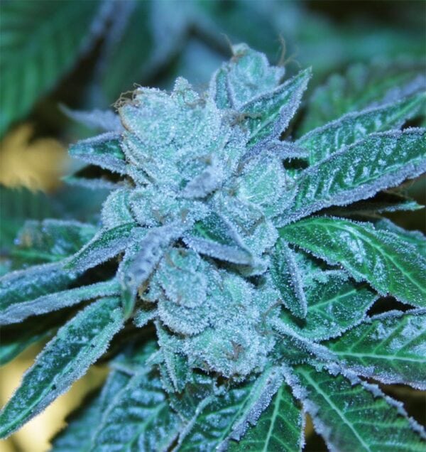 Biker Kush V2.0 Regular Seeds - 12