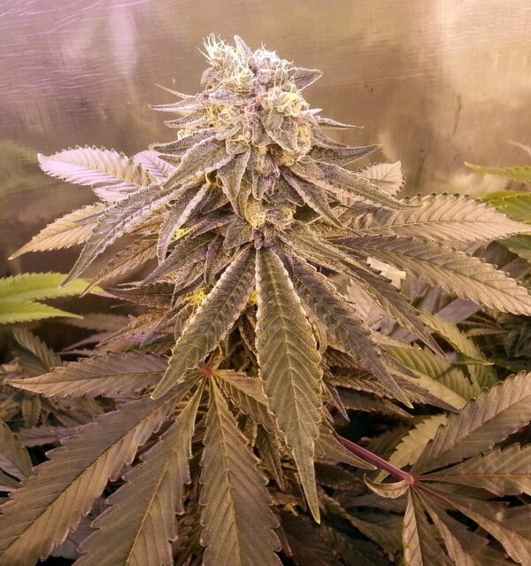 Ripple - 10 Regular Seeds