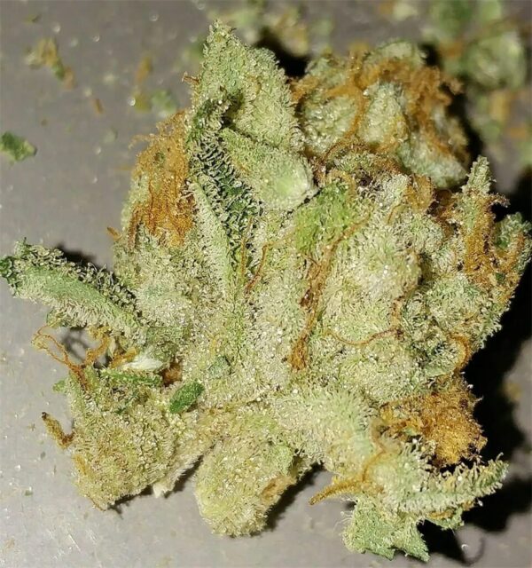 Jack the Ripper Feminised Seeds - 5