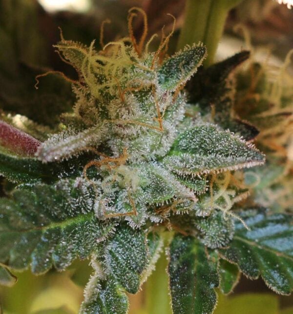 More Cowbell Regular Seeds - 11