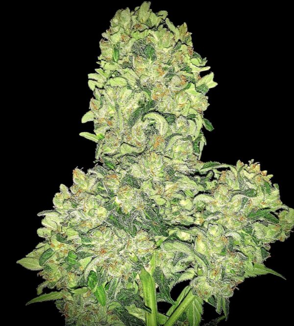 Alien Otto Auto Feminised Marijuana Seeds by Elev8 Seeds