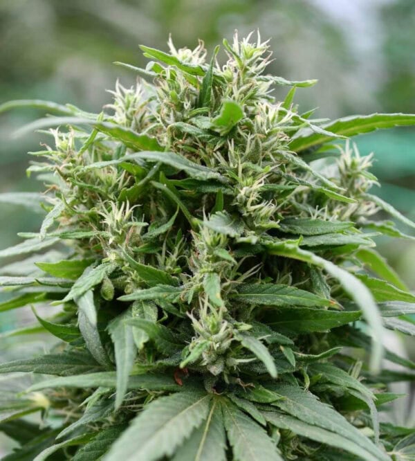 Blueberry Gelato Feminised Seeds