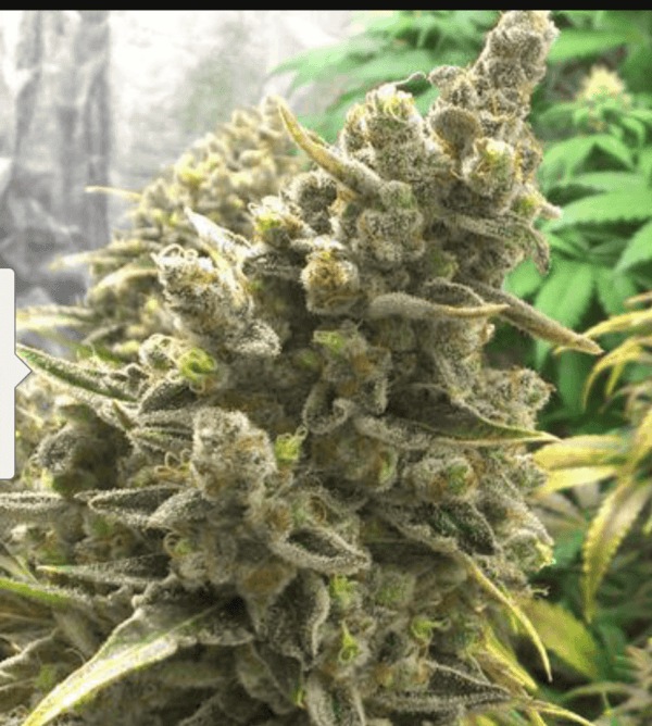 Bruce Banner OG Regular Seeds - 12