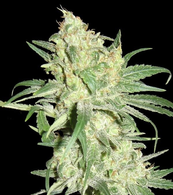 HitMan OG Regular Seeds - Limited Collection