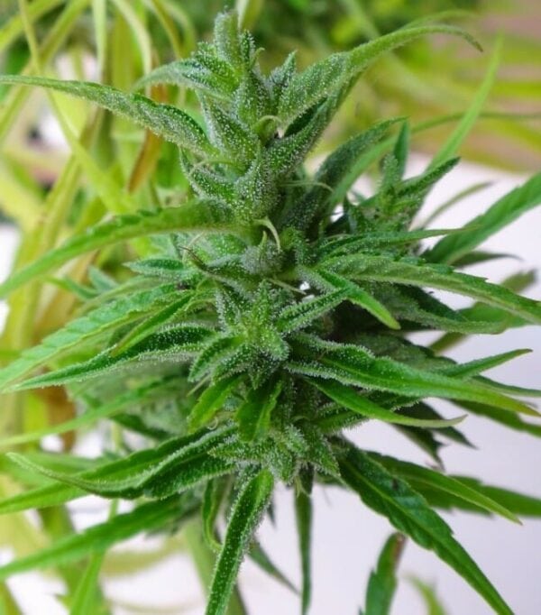 Thai Regular Seeds - Image 2