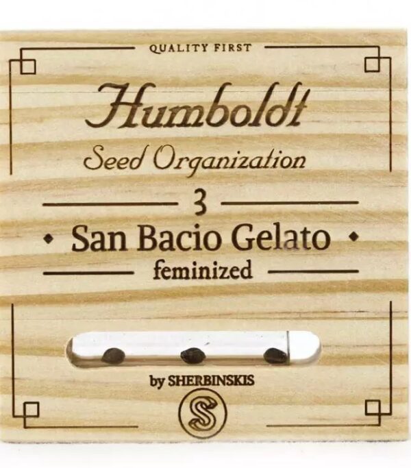 San Bacio Gelato Feminised Seeds - Image 2