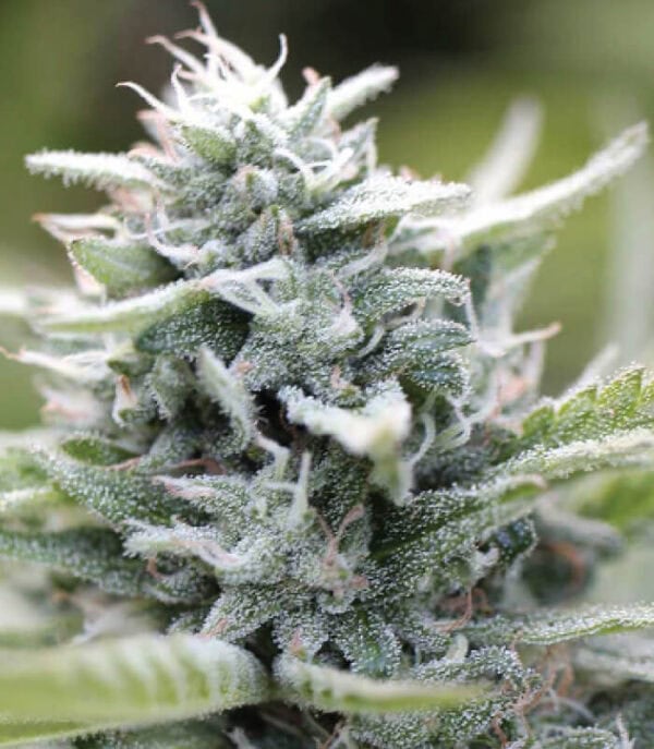 Magic Melon Regular Seeds - 10