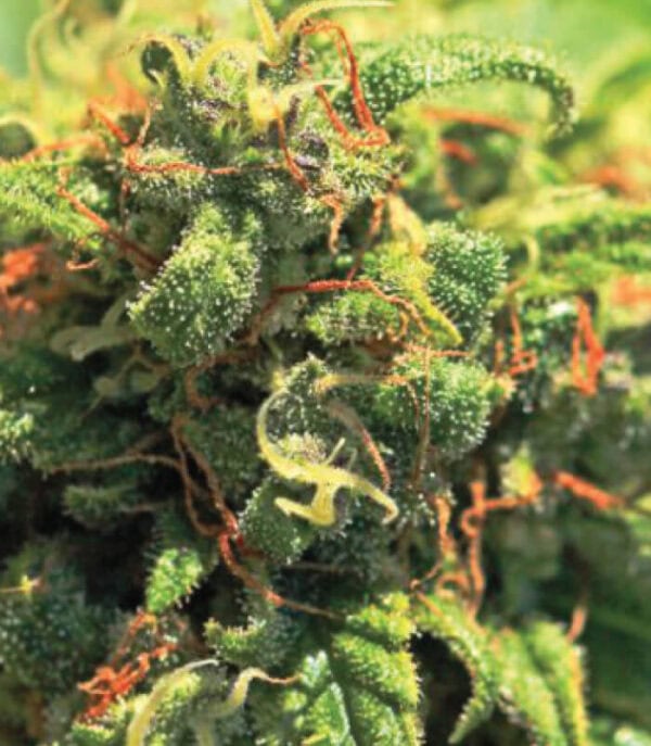 Pineapple Upside Down Cake Regular Seeds - 10