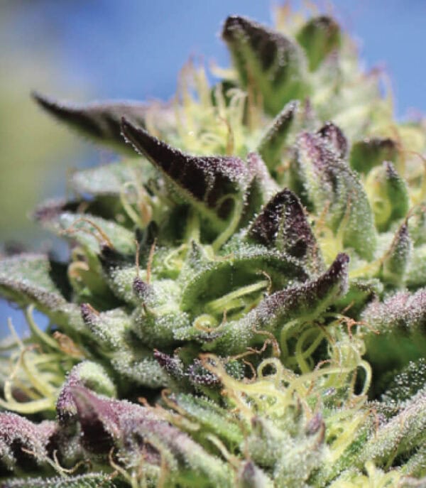 Vanilla Frosting Regular Seeds - 10