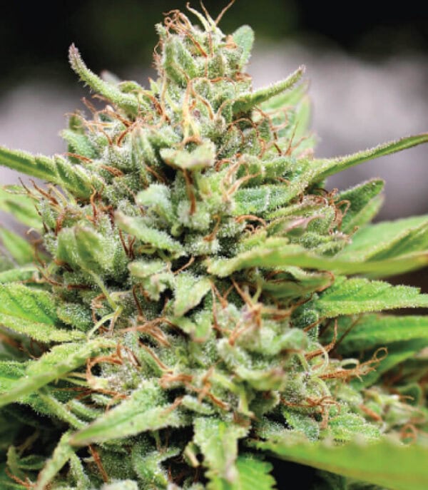 Very Cherry Regular Seeds by Humboldt Seed Co