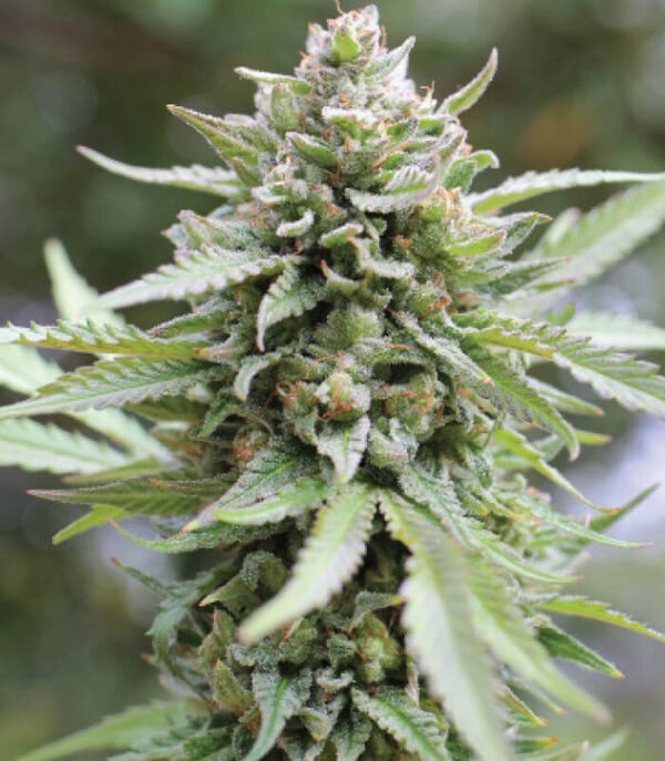 Lemongrass Regular Seeds - 10