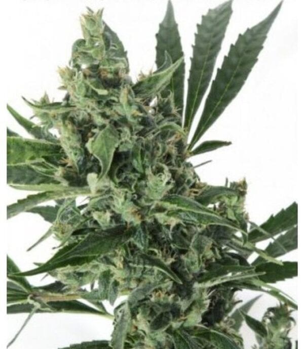 Med Gom CBD Auto Feminised Seeds - 3