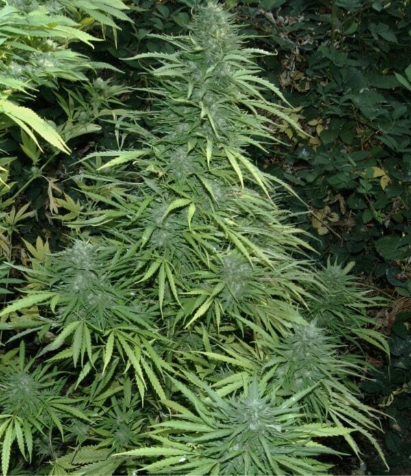 Fruity Cristal Kush SuperAuto Feminised Seeds - 3