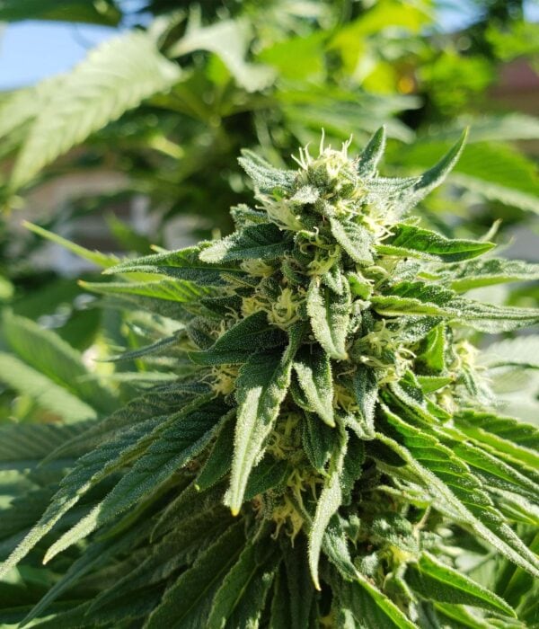 Chem OG Feminised