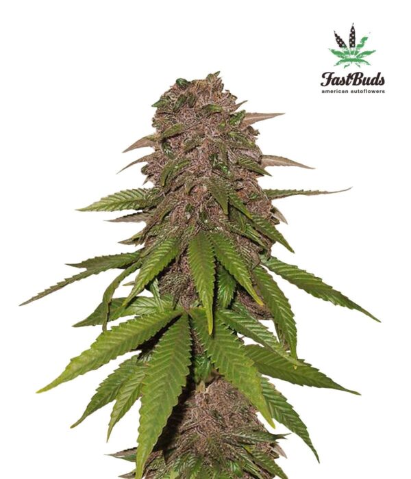 C4 - Auto Feminised Seeds - Image 2