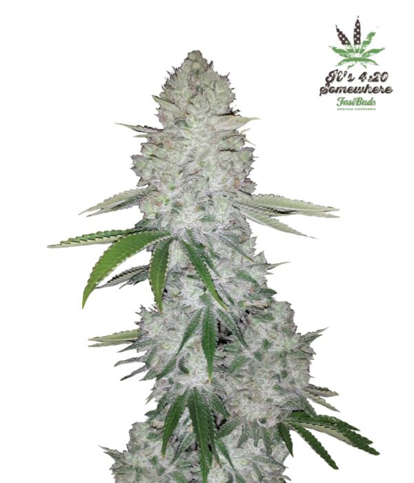 Glue Auto Feminised Seeds (Gorilla Glue) - Image 2