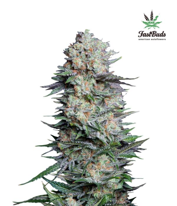 Mexican Airlines Auto Feminised Seeds - Image 2