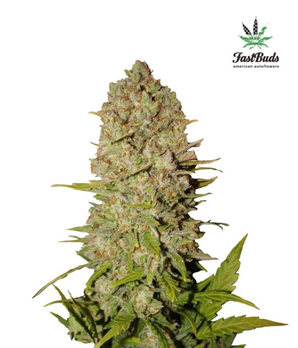 Pineapple Express Auto Feminised Seeds - FB - Image 2