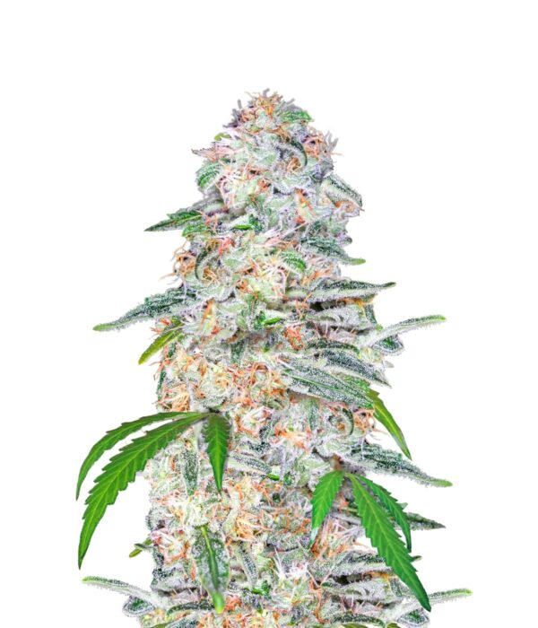 Blue Dream Feminised Auto Seeds