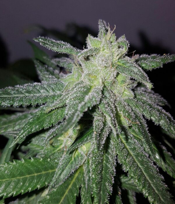 Harlequake CBD Regular Seeds