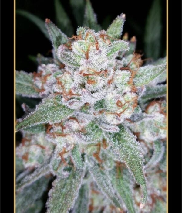 Skystomper Auto Feminised Seeds