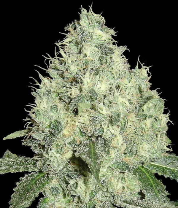 91 Krypt Regular Seeds - Limited Collection - 6