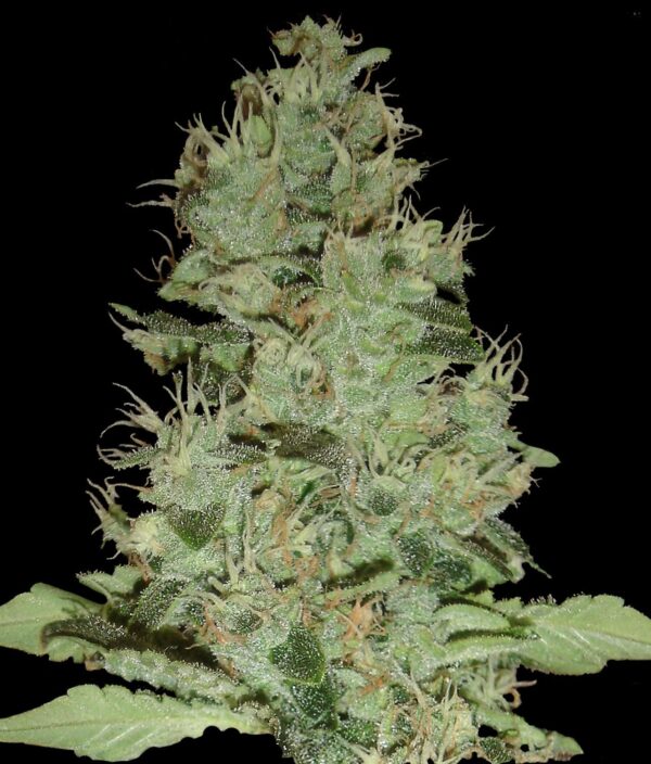 OG Grape Krypt Regular Seeds - Limited Collection