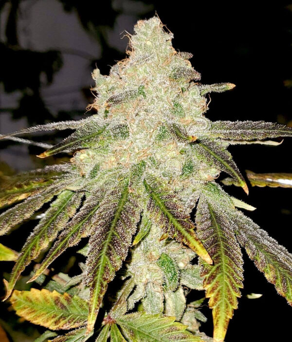 Strawberry Gelato Feminised Seeds - 6